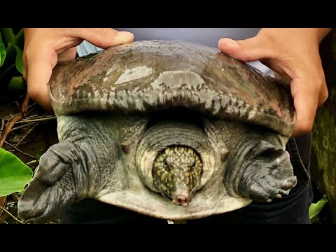 Video Tham quan thực tế mô hình nuôi cua đinh /cá sấu /cá... - youtube