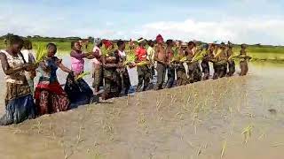 Jinsi Wasukuma hupanda Mpunga kwa Kufuata mapigo ya Mziki