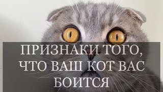 Признаки того, что Ваш кот Вас боится