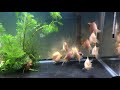 Pearl white Tamasaba with an ancient Chinese music #tamasaba #goldfish #金魚 #aquarium