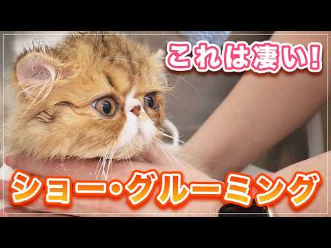 Koroske-kun] After show grooming, the bath felt great! [Exotic LH