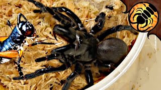 SO MANY FUNNEL-WEBS! Pet spider unboxing, also including King Crickets