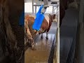The Smartest Dairy Farm You've Ever Seen 🧠🐄 #technology #farming #shorts