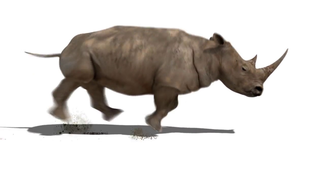 Rhino Animations YouTube