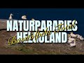 Naturparadies Helgoland - Basstölpel Total