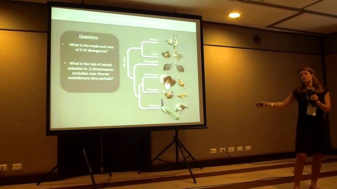 Wright: Sexual selection drives short- and long-term evolution of the avian Z chromosome