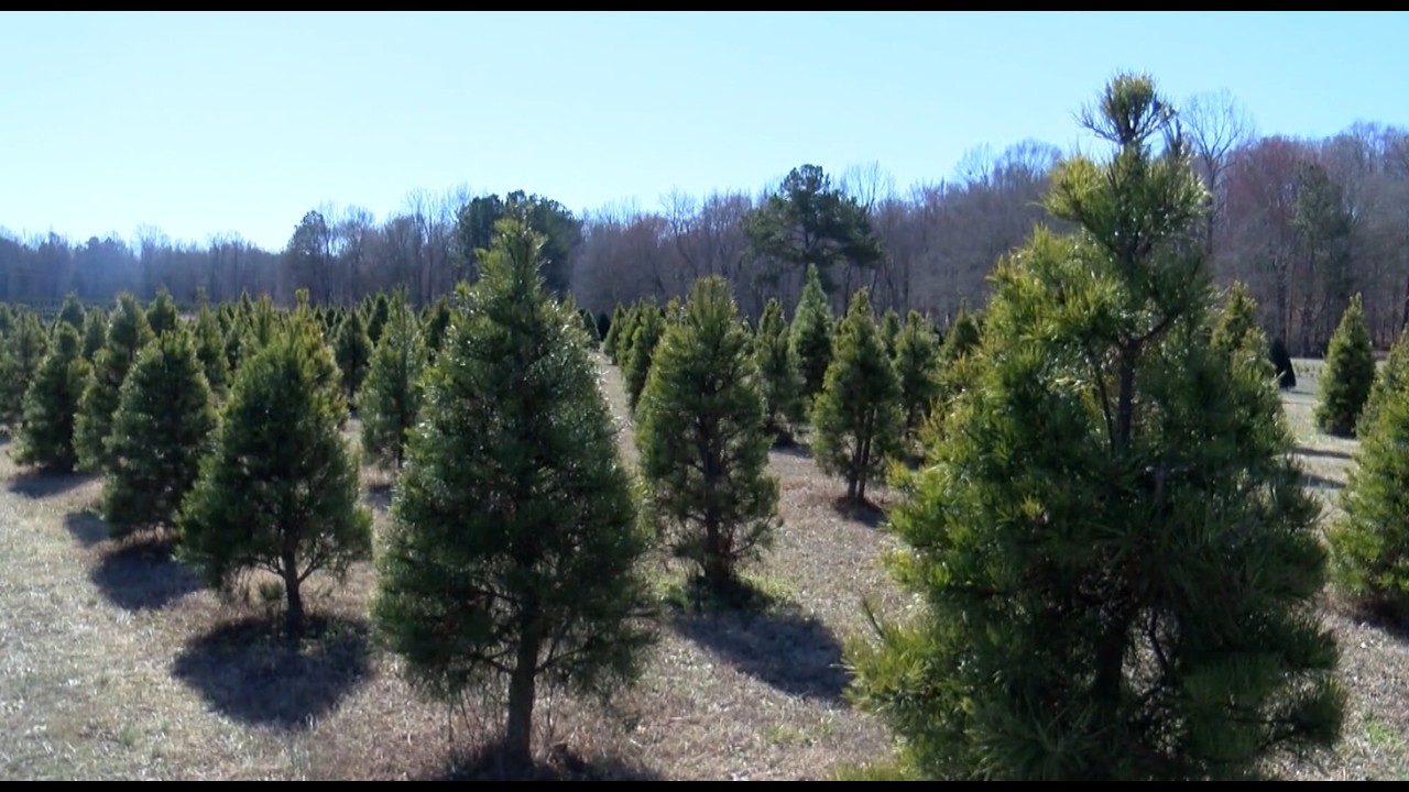 Data center project threatens South Carolina Christmas tree farm