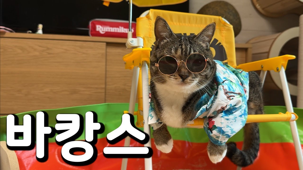 바닷가 놀러간 고양이들🏖️