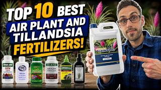 Top 10 Best Air Plant Tillandsia Fertilizers