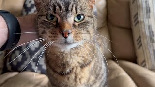 Cute Cat wants some Attention by Tony Katz 2,559 views 1 month ago 1 minute, 4 seconds