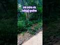 🐅🦣⛰️kuldhia jungle #kuldhia #jungleboylifestyle #nature