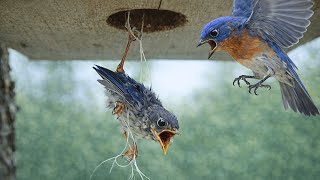 Heartbreaking Moment as Rescuers Save a Panicked Mother Bird Watching Her Baby Hang Helplessly Below