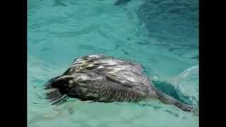 Pelicans Bathing Slow Motion Animation Reference