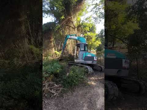 καθαρισμός δέντρων. χωματουργικες