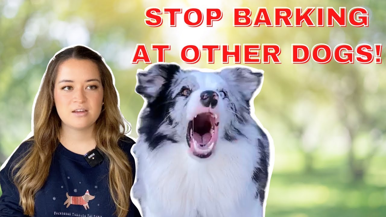 Other Dogs Problem Barking Stop Teach Dog Not To Bark At Other