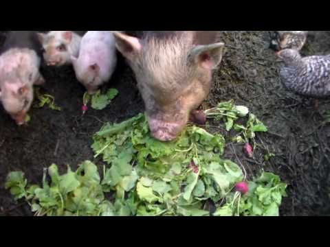 Video: How To Feed Vietnamese Piglets