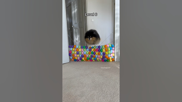 Adorable fluffy dog jumps over stacks of eggs 🥚 #easter #dog