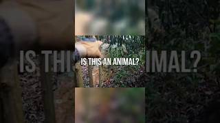 🗿 Mysterious Stone Animal or Pareidolia?