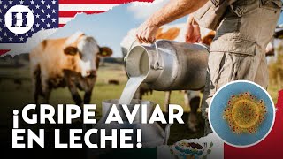 ¡Gripe aviar se extiende! Científicos de EU detectan virus en leche de Kansas, Texas y Nuevo México