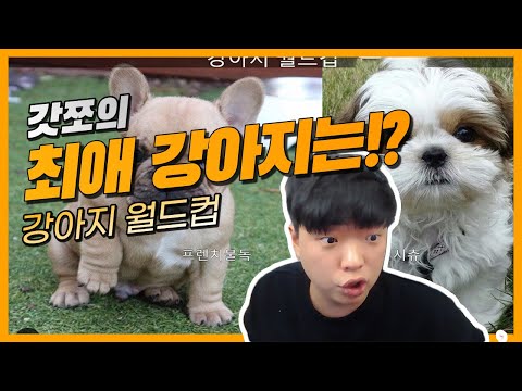 [이상형월드컵] 갓쪼가 제일 좋아하는 강아지종은??? (22.03.22)