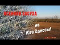 Осенняя засуха или Как загибаються посевы зерновых 2020! До полной гибели остались считанные дни!