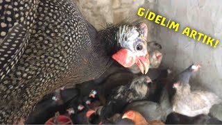 Yaban Horozlarini Neden Keseceği̇m?Çtavuğukümesi