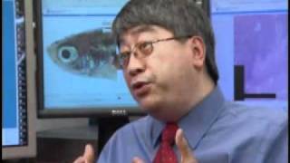 Dr. Keith Cheng - Skin Pigmentation Research Using Zebrafish - Penn State College of Medicine