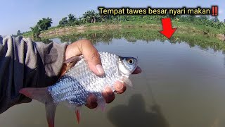 INI CIRI CIRI SPOT YANG BANYAK DIHUNI TAWES SIRIP MERAH UKURAN BABON‼️