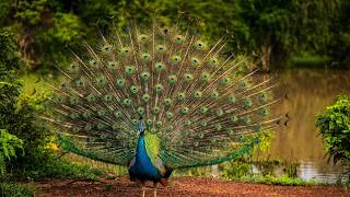 Peacocks at Yala National Park, Sri Lanka