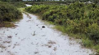 Agile Wild Turtle.