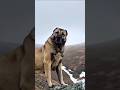 Dog evolution ☠️ #shorts #dog #viral #kangal #evolution #shortsfeed