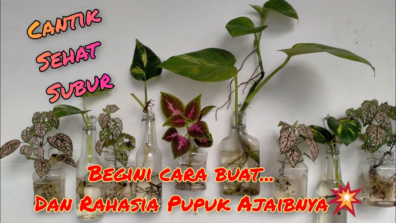 Cara menanam media air Sirih Gading ,Miana, Hypoestes Pemula wajib tau
