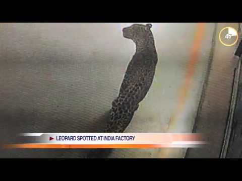 Front Desk : LEOPARD SPOTTED AT INDIA FACTORY