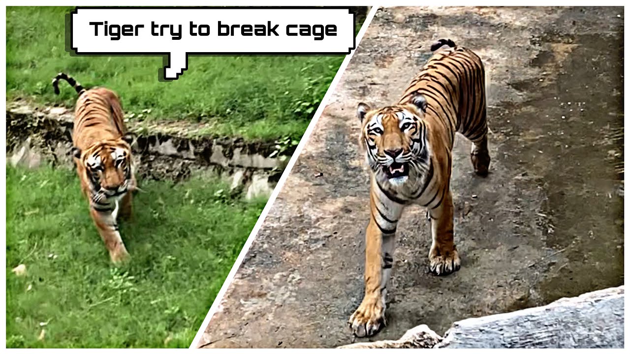 tiger-in-delhi-zoo-chidiya-ghar-youtube