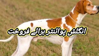 English Pointer Dog Available For Sale In Pakistan | Hunting Dog |