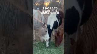 A horse’s beauty is unmatched, their spirit unbreakable. 🌟🐎 #youtubeshorts #youtubevideo #horse