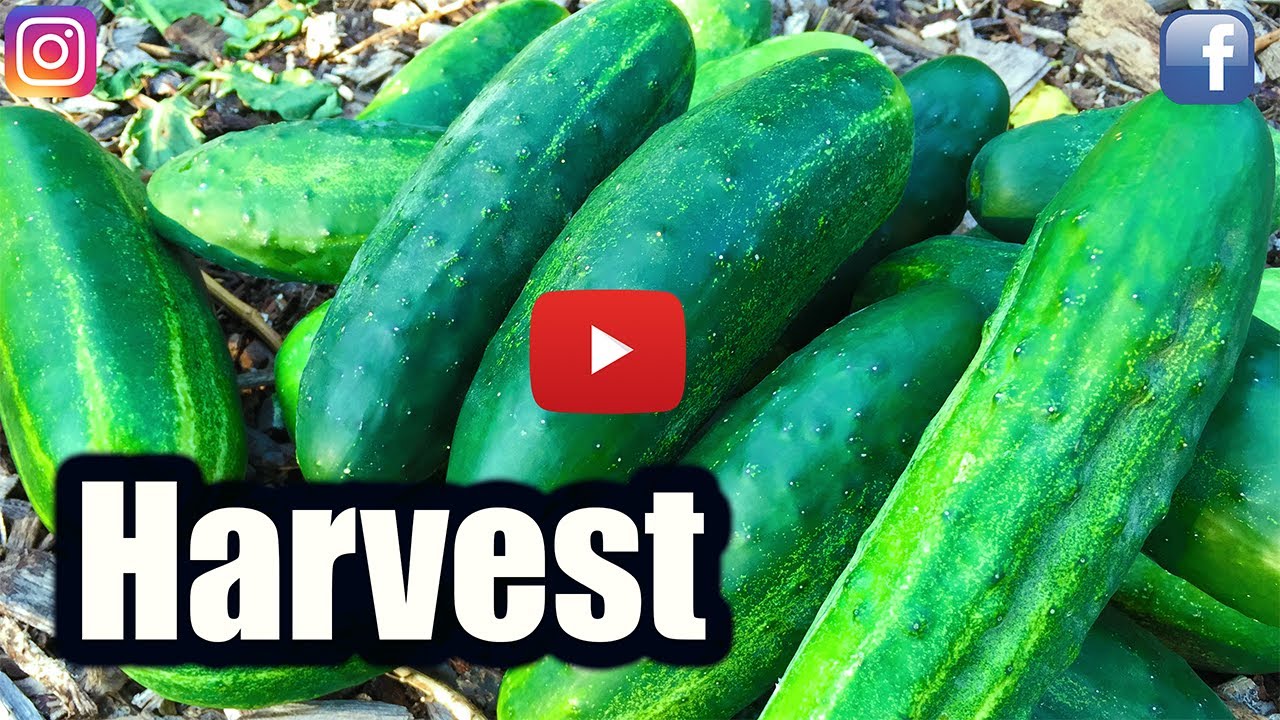 When To Harvest Cucumbers!