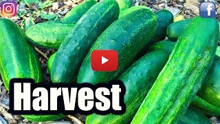 WHEN TO HARVEST CUCUMBERS!