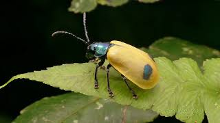 Beetle with fake eyes from Ecuador