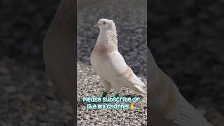finse pigon #youtubeshorts #kabutar #pigeonlaver #sorts #newminivlog #pigeon #kabootar