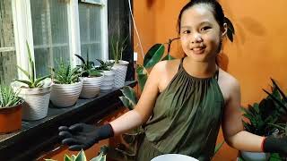 Paraan ng Pagtatanim ng Halamang Ornamental |  EPP 4