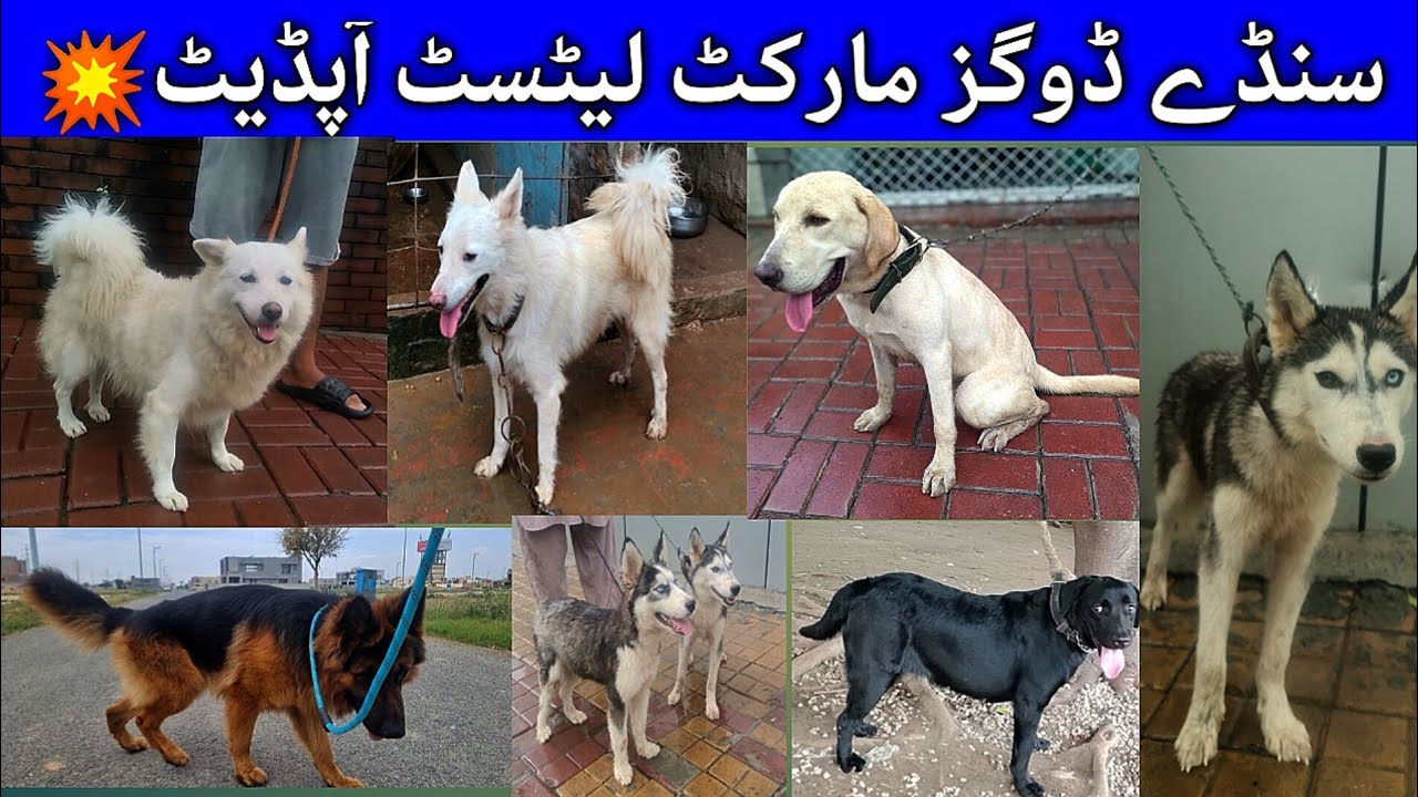 Lahore میں Lagny Wali ڈوگز کی اکلوتی Mandi ||Russain Dogs Per Offers|| 31 August @Nrspetsvlogs 