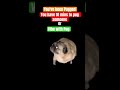 Pugged #beats #funny #memes