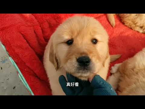 带你们看农村狗市的普通金毛和血统金毛，差别在哪，
