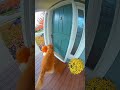 CAUGHT ON PORCH CAM Golden Retriever and Bluejay Play Prank #Funny #Shorts #Dog #goldenretriever