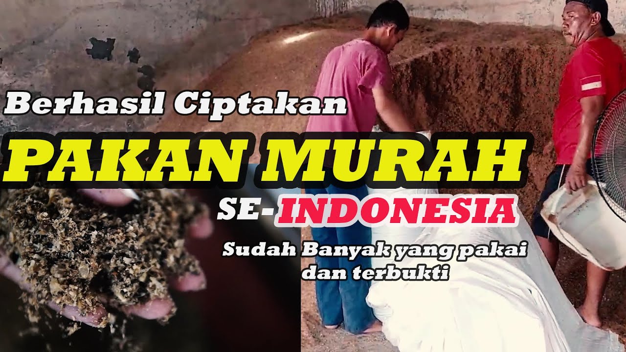 BERHASIL CIPTAKAN PAKAN MURAH SE - INDONESIA GARA GARA UNTUNG 10 JUTA JUAL TERNAK