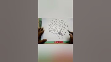 How to draw Brain || Human Brain Anatomy Drawing || Brain diagram for school, college students