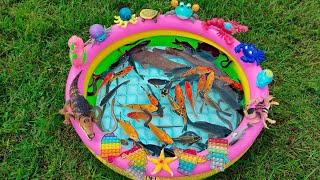 Cute pond fish, colorful cute chickens, catfish, sharks, goldfish, frogs, turtles