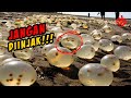 Telur Monster Berserakan Di Pantai. Ternyata Ini Adalah.. Penampakan Yang Baru Kalian Lihat!