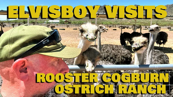 Rooster Cogburn  Ostrich Ranch